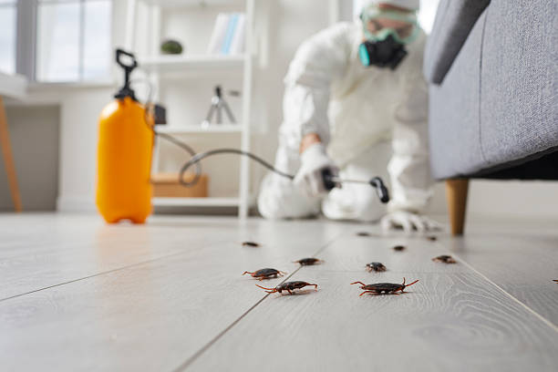 Commercial Rodent Management in South Portland